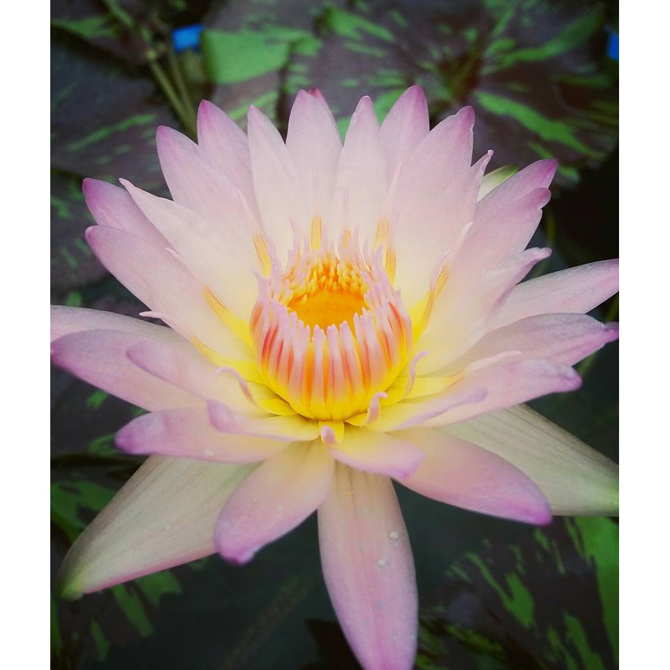Tropical Waterlily (Light Pink) Shopee Malaysia