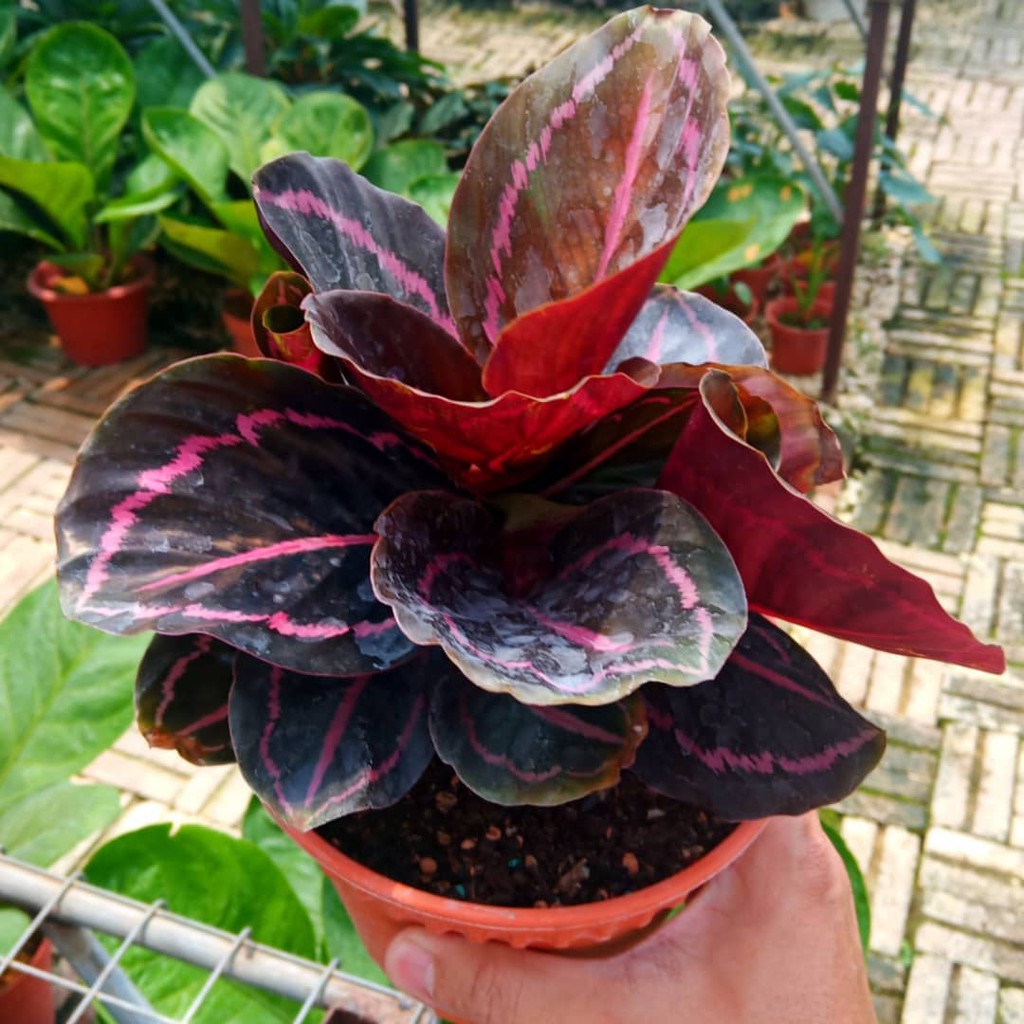 Indoor Plant - Calathea Roseopicta  New Purple  | Shopee Malaysia