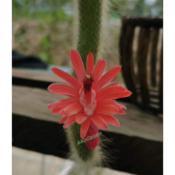 Aikogarden Real Live Cactus 多肉植物仙人球正品九尾狐猴尾一物一拍 Shopee Malaysia