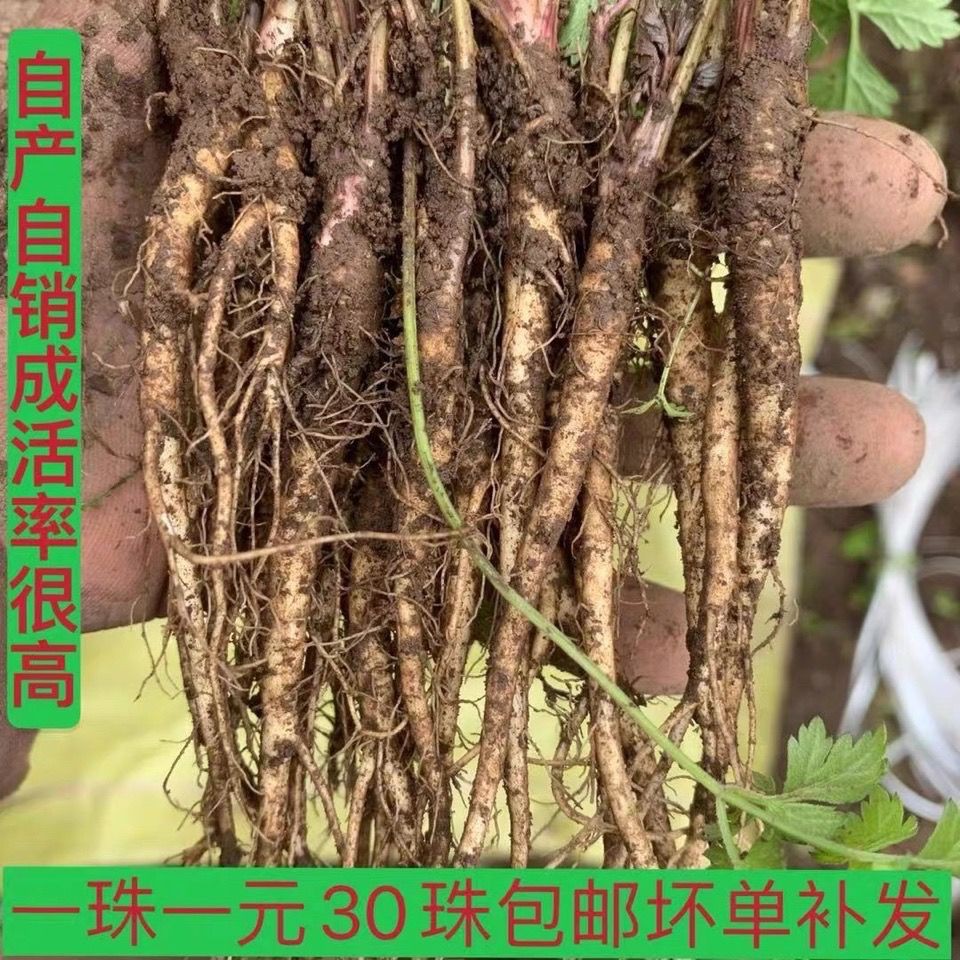 当归苗500g黄芪党参苗农家培育当归活苗植物苗盆栽药材大规模种植 Shopee Malaysia