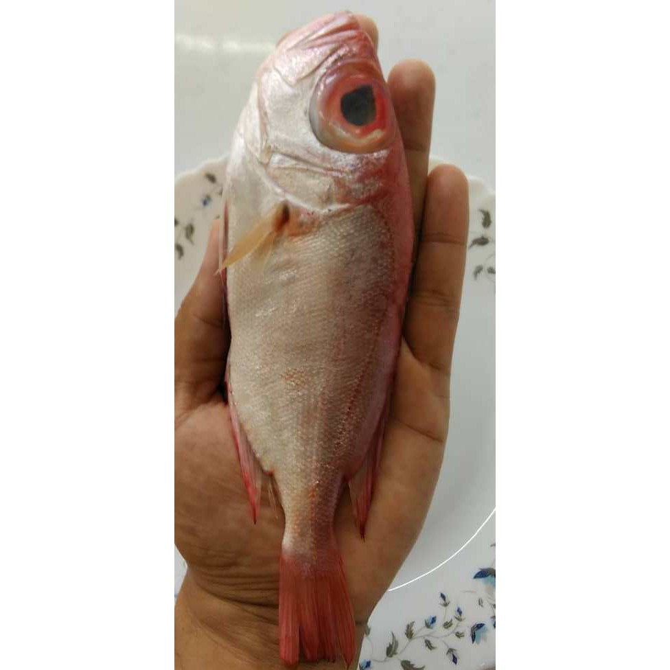 Ikan Merah Mata Besar 0 5 Kg Pack Shopee Malaysia