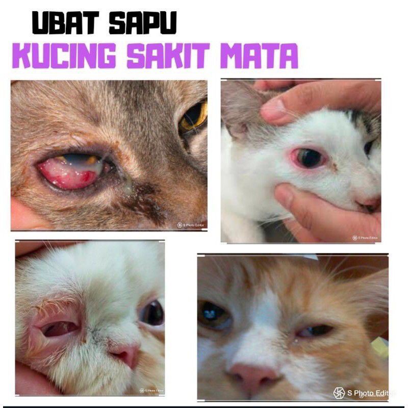 Buy Ubat Sapu Sakit Mata Kucing Seetracker Malaysia
