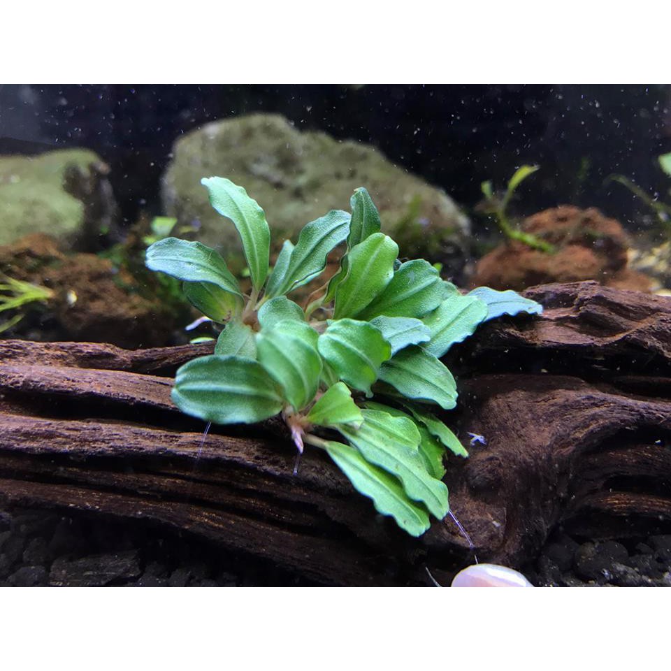 Bucephalandra Small Clump (Aquatic Plant / Aquarium