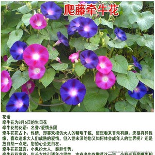 羽叶茑萝种子五角星花爬藤攀援植物花卉种子圆叶茑萝新手易种盆栽 Shopee Malaysia