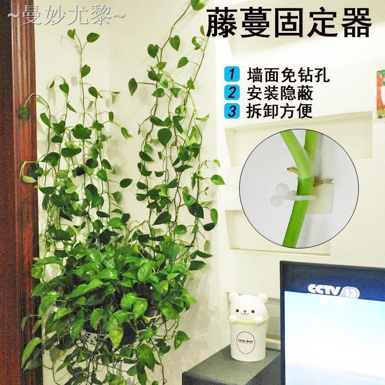 Green Rose Climbing Wall Holder Vine Plant Wall Climbing Fixed Indoor Shopee Malaysia