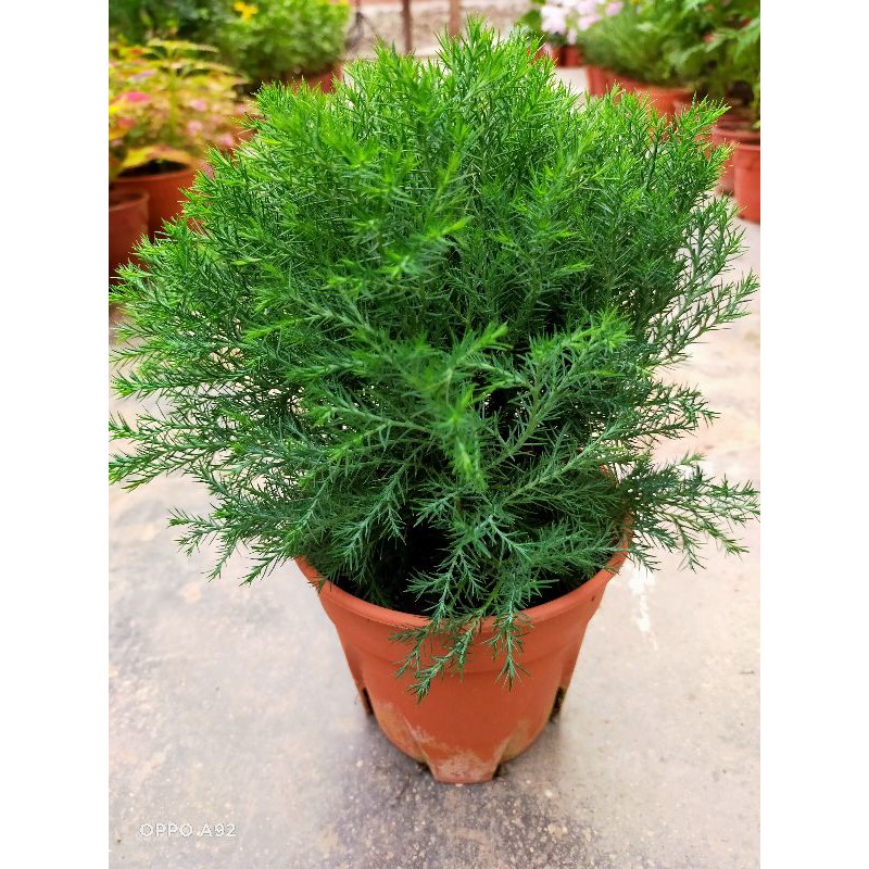 Pokok Krismas Bulat Gold Crest Green Circle Shopee Malaysia