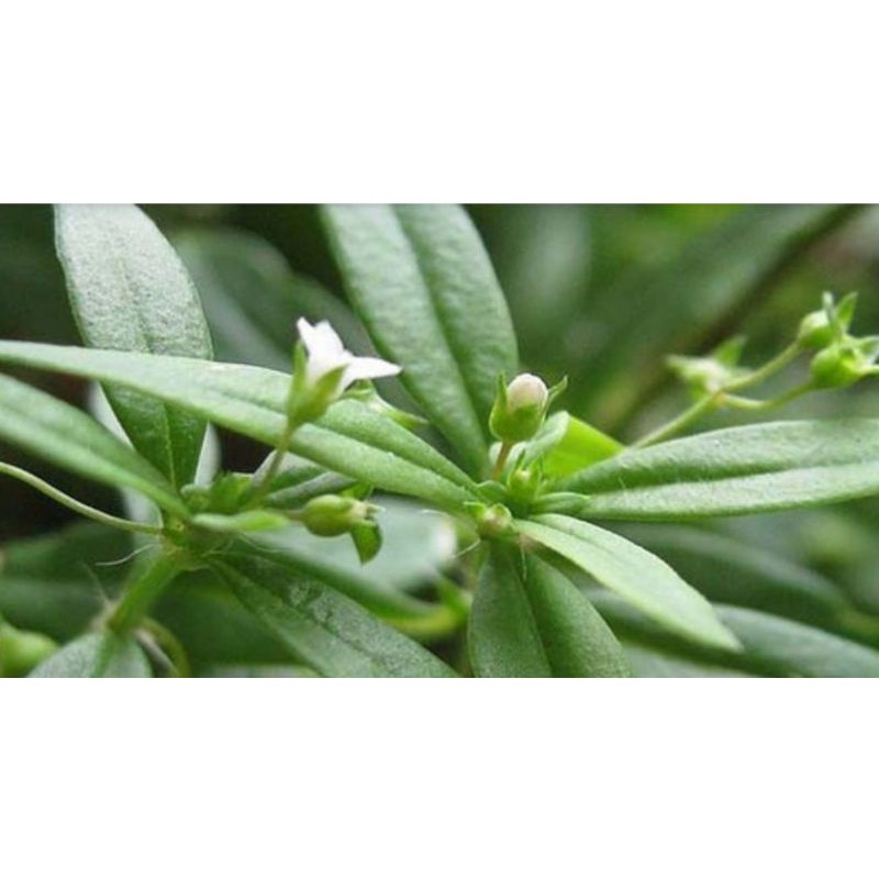 Herb Hedyotis Diffusa Live Plant 白花蛇舌草 Shopee Malaysia