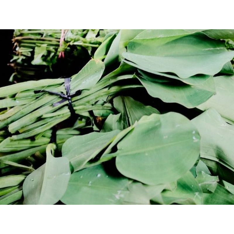 Buy Sayur Daun Genjer Pokok Keladi Senduk Paku Rawan 5pokok Seetracker Malaysia