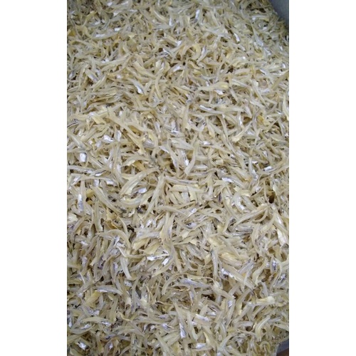 ikan bilis mata biru pangkor