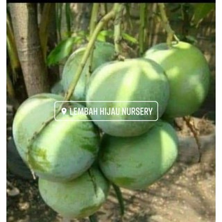 Buy Anak Pokok Laici Cepat Berbuah Boleh Di Tanam Dalam Pasu Seetracker Malaysia