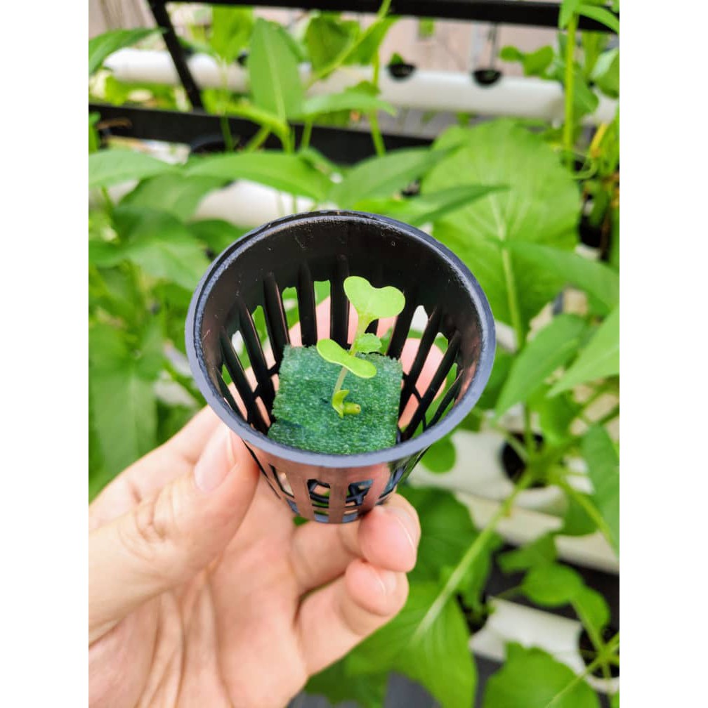 Hydroponic Aquaponic  Net Pot  4 5cm x 6cm Shopee Malaysia