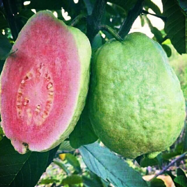 Pokok jambu watermelon(manis) | Shopee Malaysia