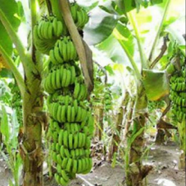 anak pokok pisang  tanduk Shopee Malaysia