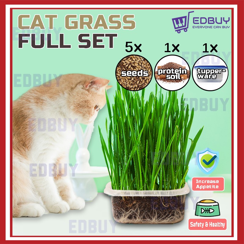 Eco-friendly Cat Grass Seed Set Biji Benih Rumput Kucing Pokok 