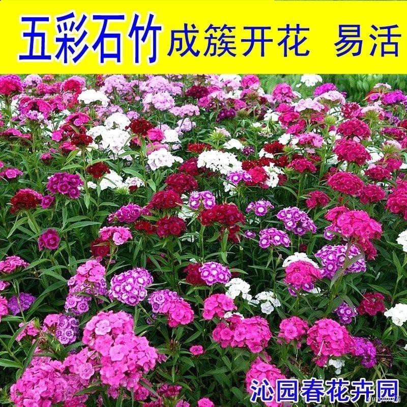 五彩石竹花种子四季阳台盆栽易活须苞石竹常夏石竹美国石竹花春播 7 6 Shopee Malaysia