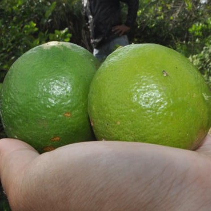 Limau Nipis Segar Dari Ladang 1kg Shopee Malaysia