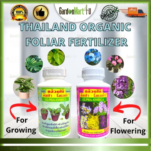 61f50c460a31c9150f0cc89b88f11142 Orked Harimau - Grammatophyllum speciosum Blume