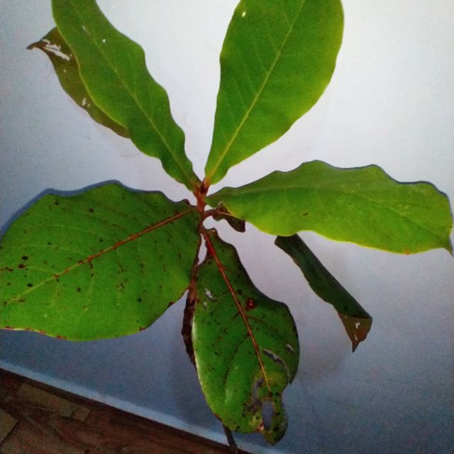 Pokok Ketapang Catapa