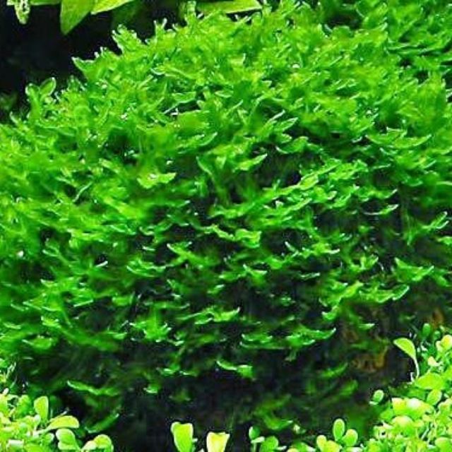 Special Promo Aquarium Fish Shrimp Plant 4 In 1 Jenis Moss