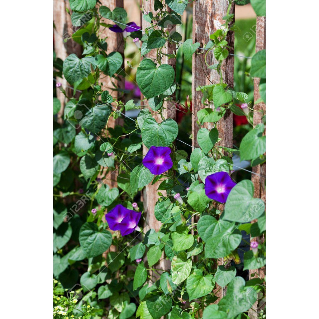 Purple Morning Glory Plant Pokok Bunga Morning Glory Menjalar Shopee Malaysia