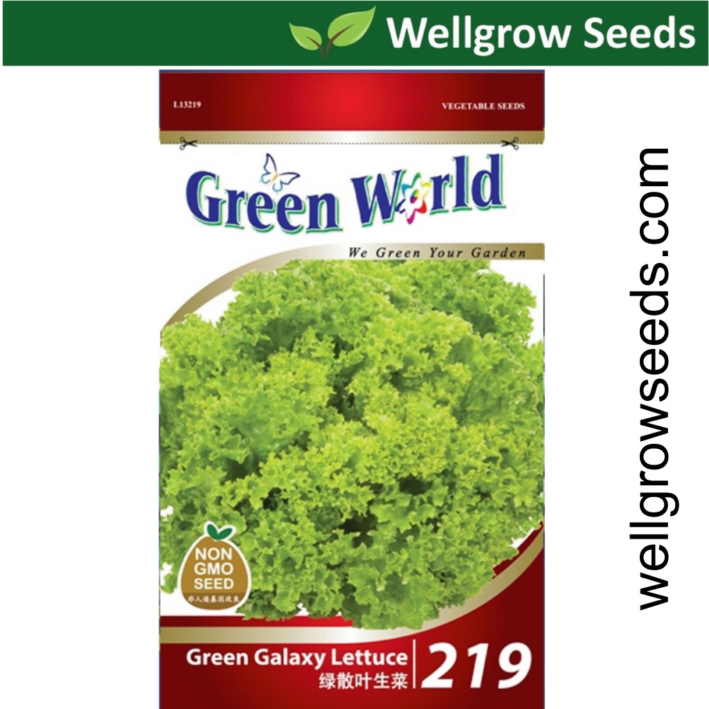 Green Galaxy Lettuce (500 Seeds 绿散叶生菜 Biji Benih Salad Lettuce Biji Benih Salad Hijau Green World GW219