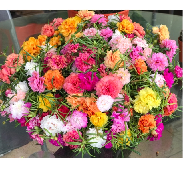 Rose Jepun Jenis Carnation Campur Warna 100keratan Shopee Malaysia