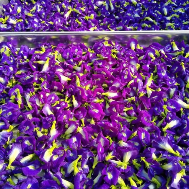 Bunga Telang Kering Paling Murah