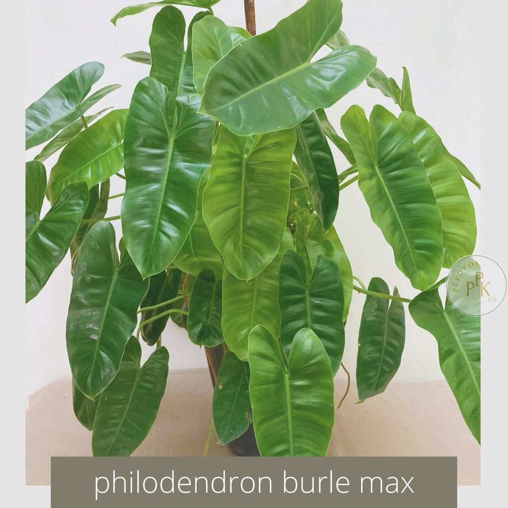 [Keratan Batang | Cuttings] Philodendron Burle Marx | Heart shape leaves | Indoor plant | Houseplant