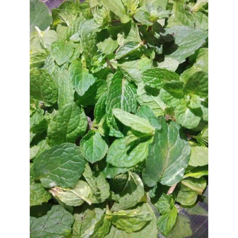 Buy Peppermint Leafs Menthe X Pipermentha Dried Seetracker Malaysia