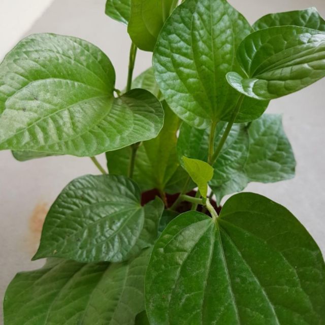 POKOK DAUN KADUK/WILD PEPPER LEAVES ULAM BERKHASIAT 