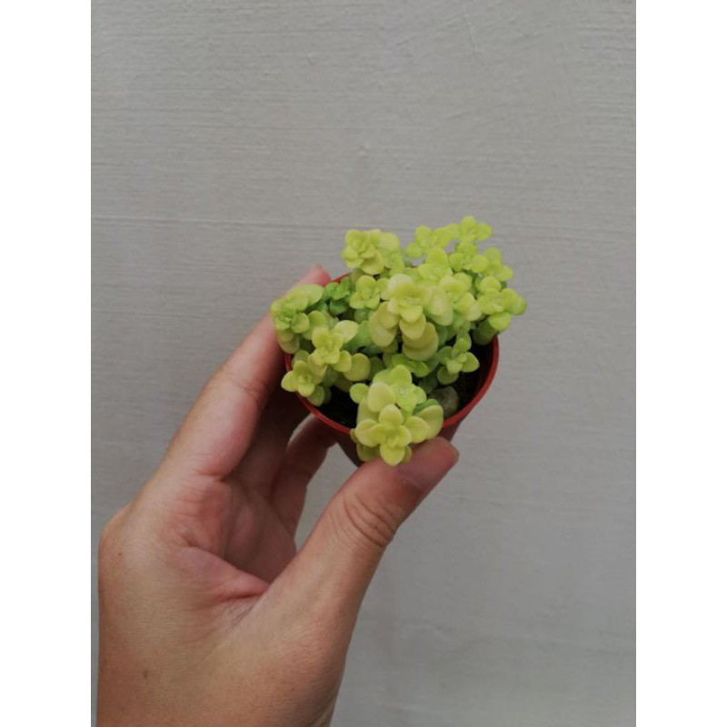 Sedum Makinoi Ogon 黄金丸叶万年草 Shopee Malaysia
