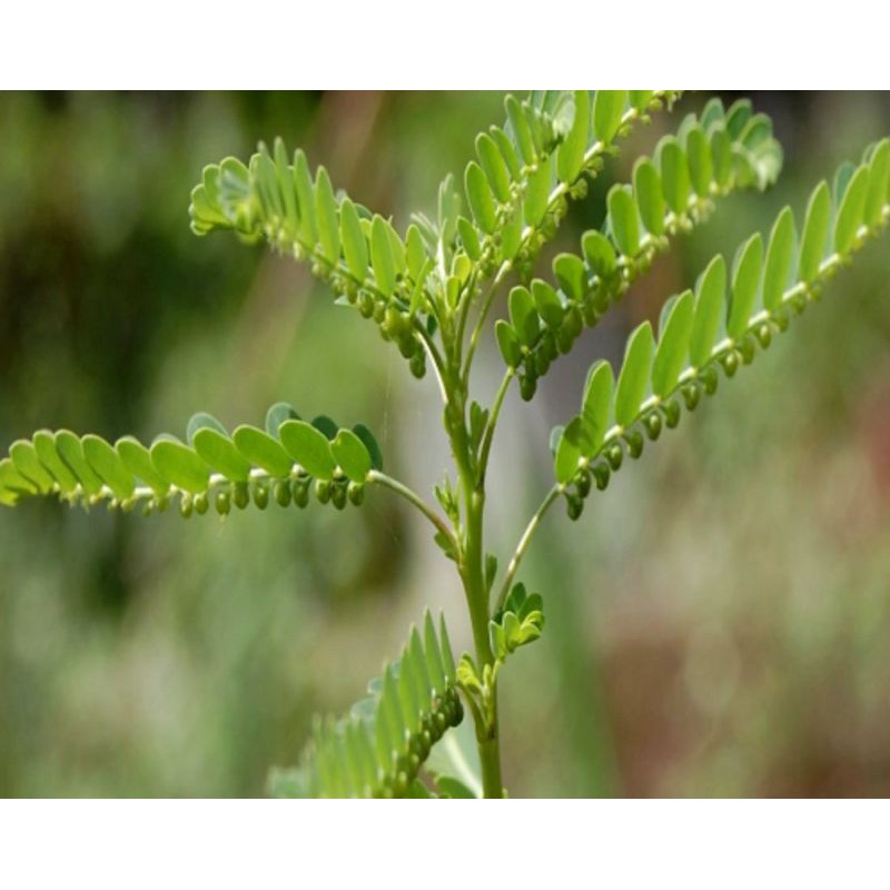 Pokok Dukung Anak Dan Khasiatnya