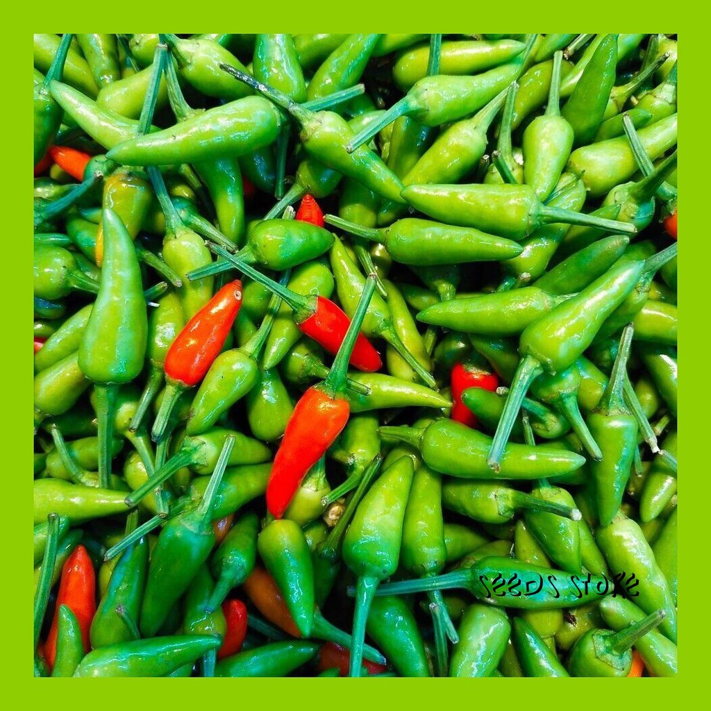 Vege Seeds Malaysia Cili Padi Kampung 小辣椒 10 Pcs Shopee Malaysia