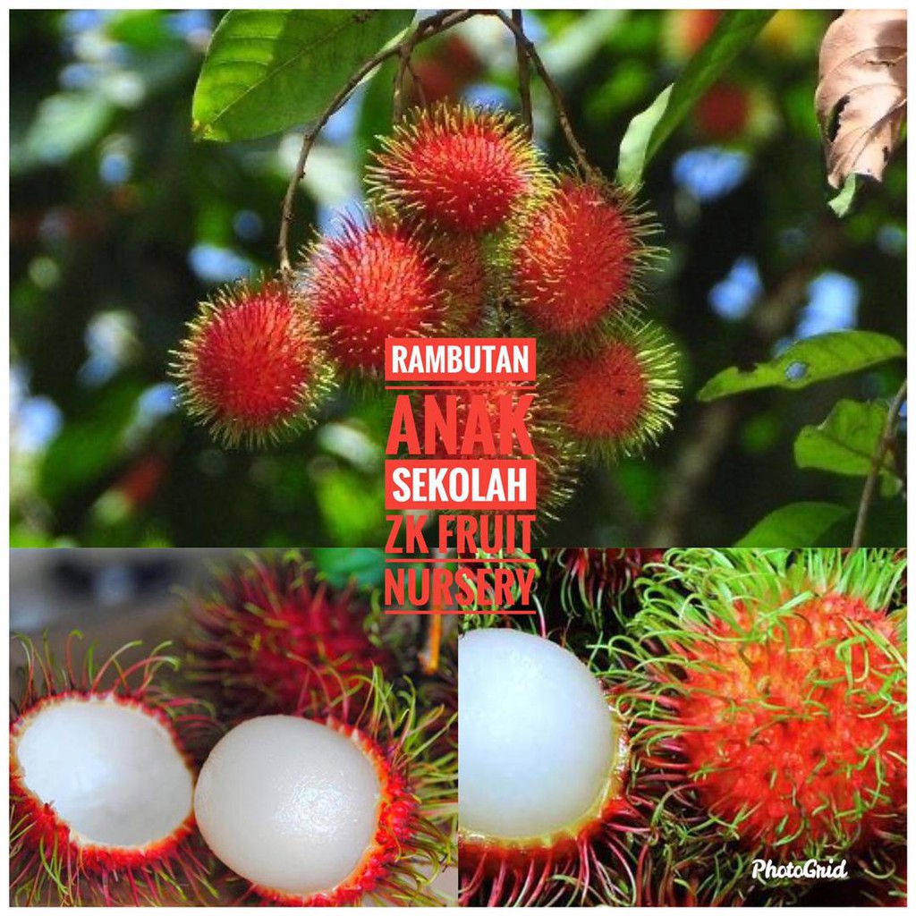  Pokok  Rambutan  Anak Sekolah