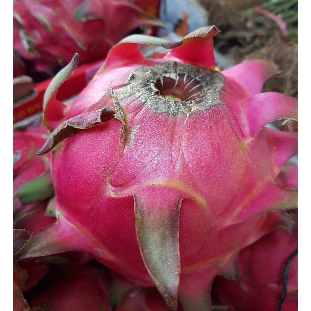 Fresh Fruits [KLANG VALLEY] Organic Red Dragon Fruit 680g 780g