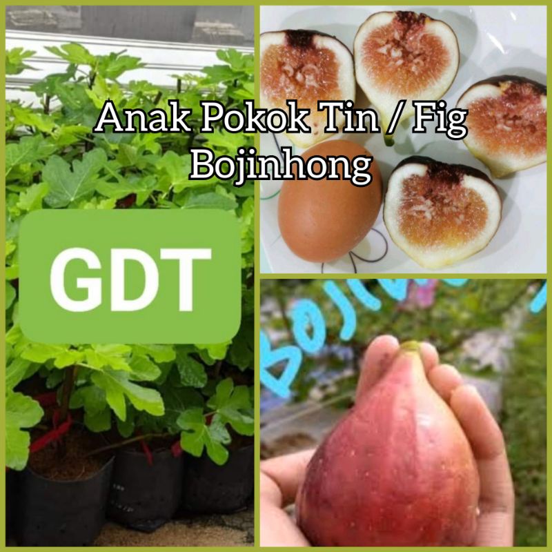 ANAK POKOK TIN / FIG BOJIHONG (BO JING HONG) BJH Shopee Malaysia