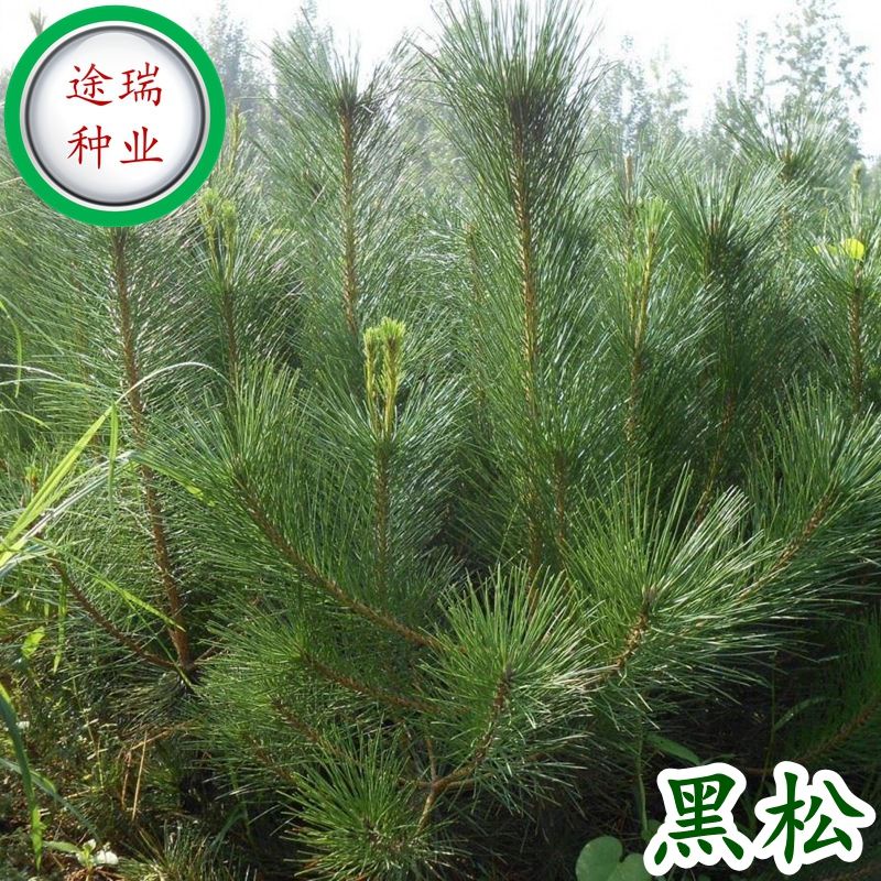 Black Pine Seed Landscaping Street Tree黑松种子园林绿化行道树苗木松树林木乔木树种籽四季可播常青苗木8 17 Shopee Malaysia