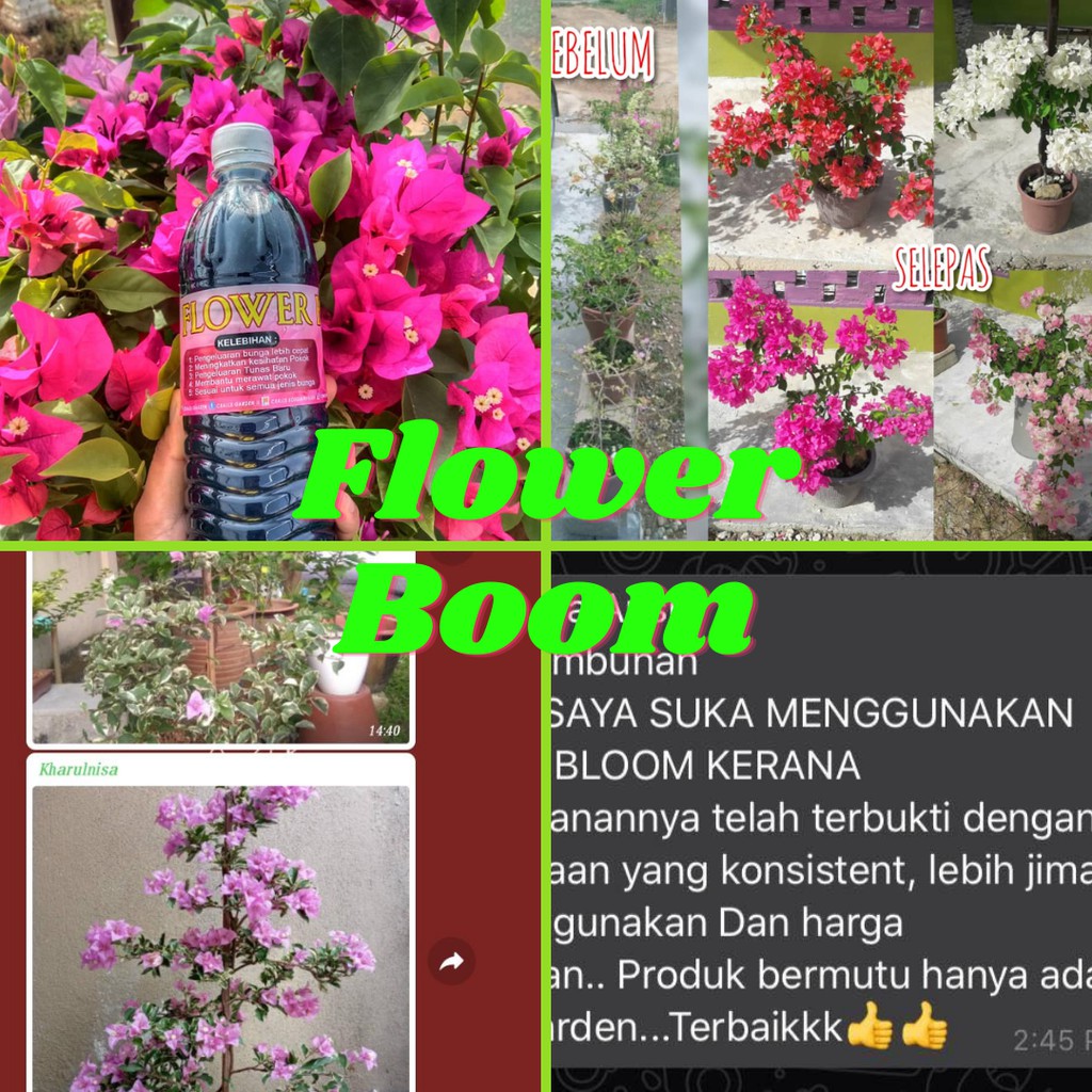 Black Maria Sanggul Fatimah Bunga Kertas Kuning Tanglung Bunga Kertas Oren Chitra Butterfly Queen Marble Shopee Malaysia