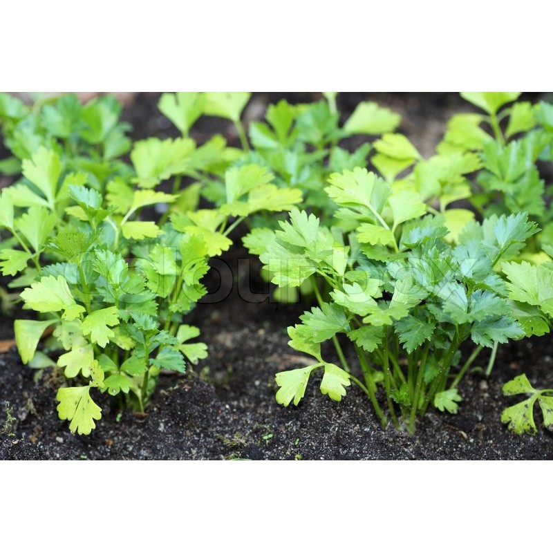 Baba Ve062 Daun Sup Biji Benih Green Celery Seeds 芹菜种子 Gardenmart4u Com