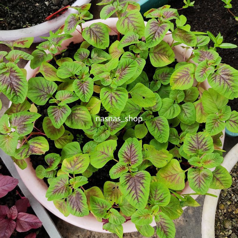 Biji Benih Bayam Merah 3000pcs Red Amaranth Seeds Spinach Seed ...