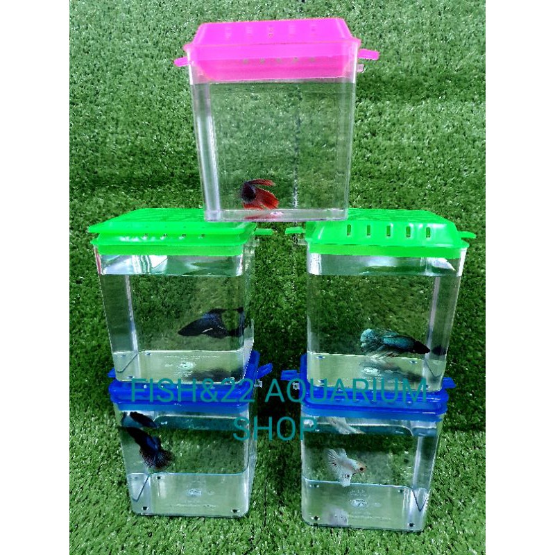 READY STOCK/Betta fishtank/bekas ikan laga （Ikan laga） | Shopee Malaysia