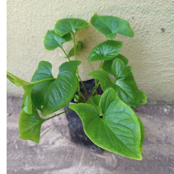 Anak Pokok Keladi Tikus Shopee Malaysia