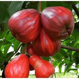 Buy Jambu Bol Pokok Jambu Bol Jambu Bol Hybrid Pokok Jambu Bol Merah Seetracker Malaysia
