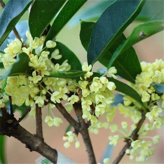 Sweet Osmanthus Plant Outdoor Flower Fragrance 桂花树室外植物 Shopee Malaysia