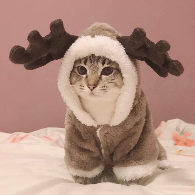 kitten clothes for cats