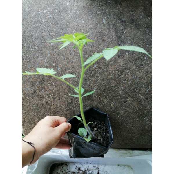 Anak Pokok Tomato Besar