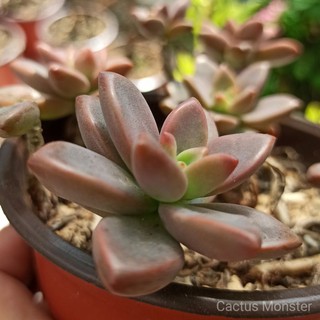 Red Lotus Series 赤色莲花系列 Rare Interior Succulent 室内多肉植物 Shopee Malaysia