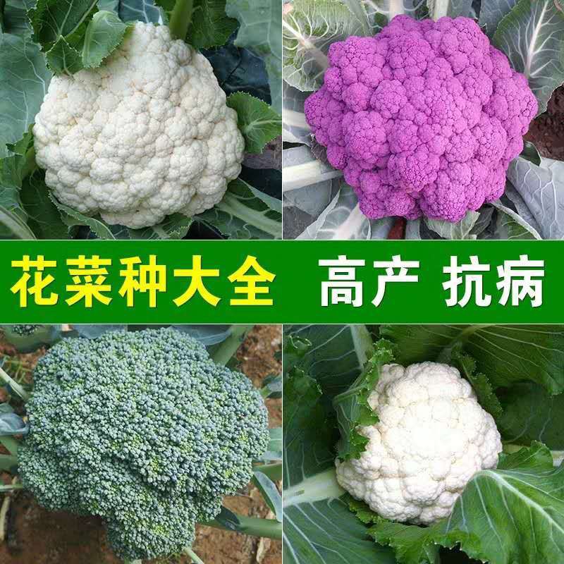 景趣园艺 景趣园艺 西兰花种子有机白花菜种孑四季蔬菜种子紫花菜青花椰菜种植花菜籽vegetable Seeds Shopee Malaysia