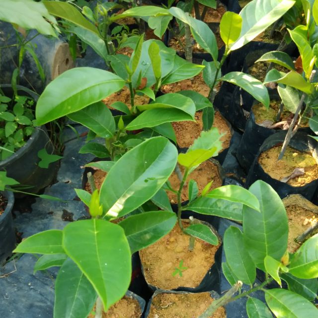 Pokok buah cempedak c28 | Shopee Malaysia