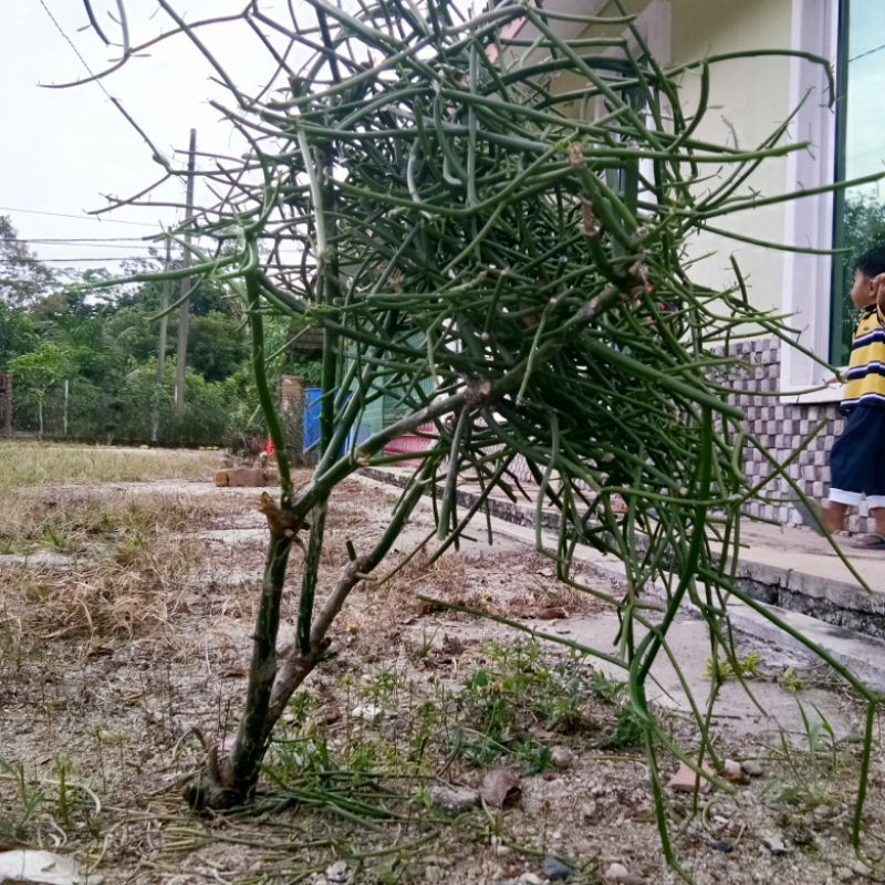 Pokok Keratan Tetulang Patah Tulang Euphorbia Tirucalli Mistletoe Cactus Or Rhipsalis Campos Portoana Shopee Malaysia